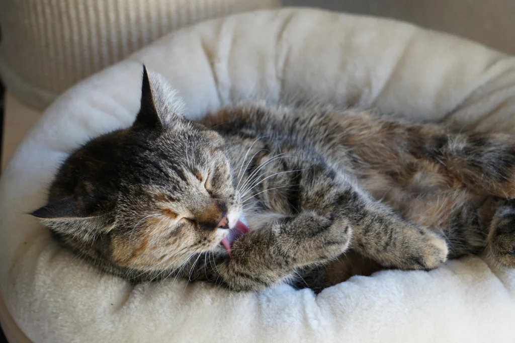 Olive Oil for Cats: Is It Safe? Your Guide