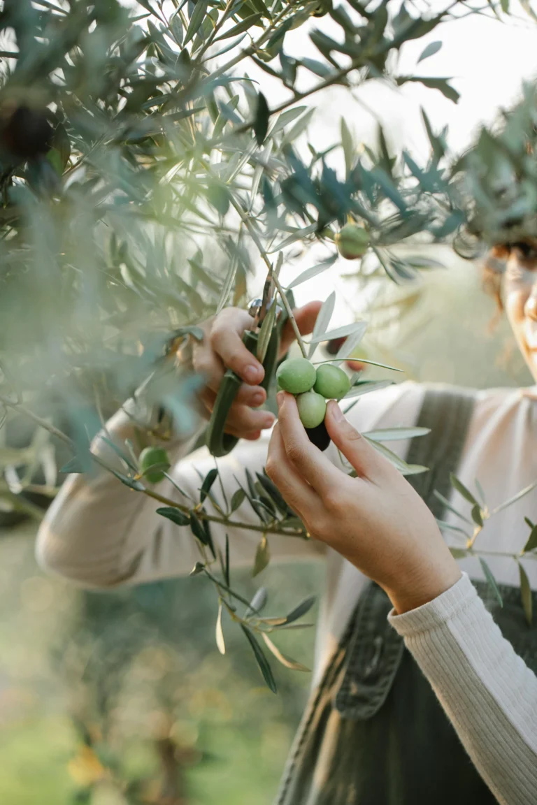 How to Make Olive Oil Soap: A Beginner's Guide