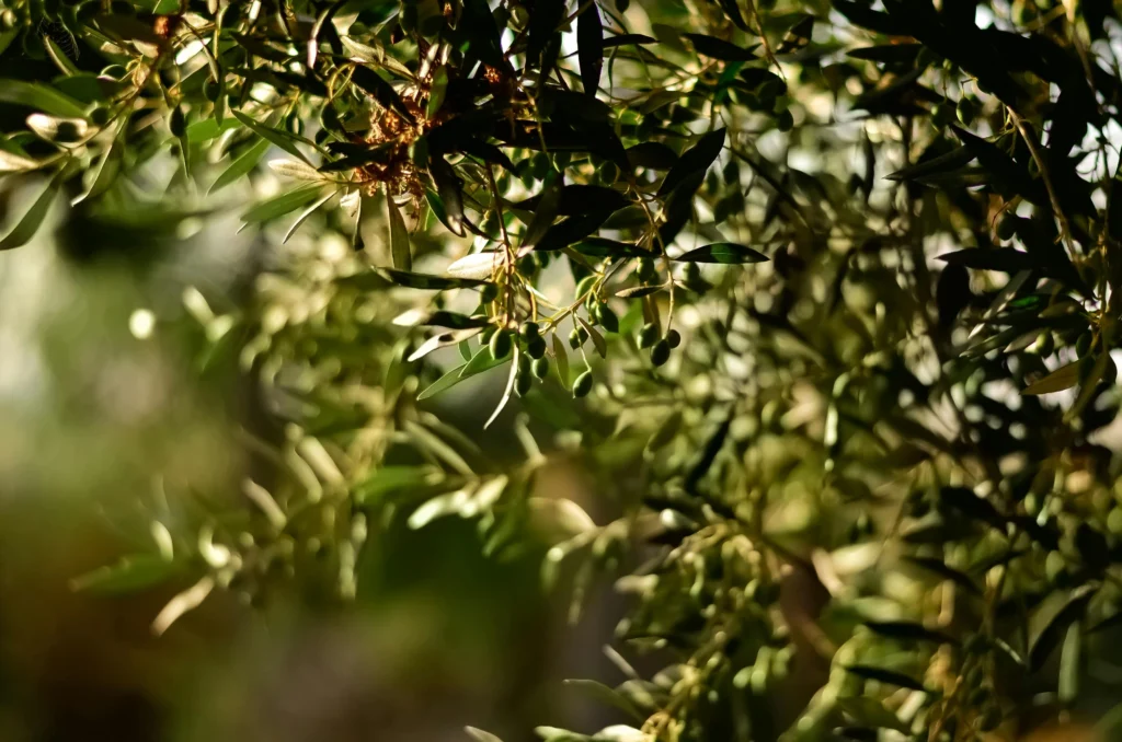 Olive Oil for Cats: Is It Safe? Your Guide