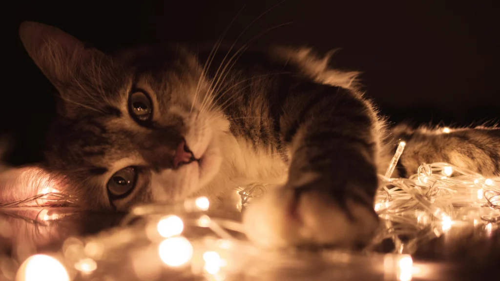 Olive Oil for Cats: Is It Safe? Your Guide